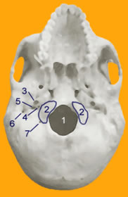 Figure 1: The Human Skull Base