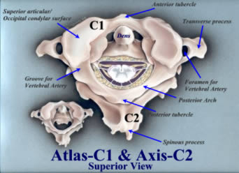 c1 c2 anatomy