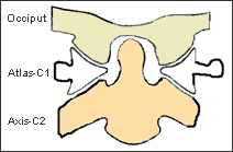 Figure 1: Upper Cervical Spine - No subluxation