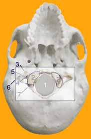 Figure 2: SKULL BASE with ATLAS OVERLAY